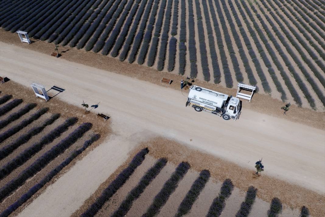 Konya’da lavanta büyüsü! Türkiye’nin en büyüğü dünyadan ziyaretçi ağırlıyor 8